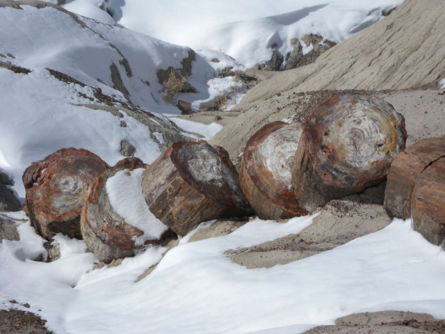 Petrified Forrest National Park