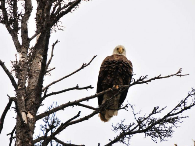 WHITEHORSE - AMERICAN EAGLE